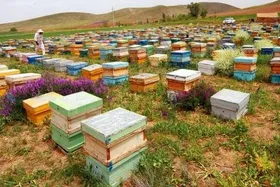 سرشماری زنبورستان&zwnj;ها در سراسر کشور آغاز شد