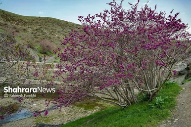 گزارش تصویری | دره «ارغوان» مشهد