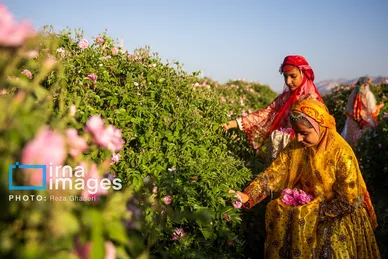 ایران زیباست | گل و گلاب میمند