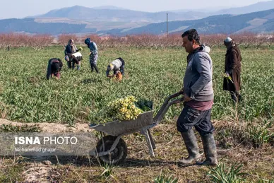 ایران زیباست | باغ گل نرگس آزادشهر - گلستان