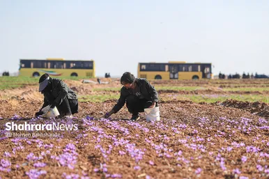 برداشت زعفران از مزارع تربت حیدریه