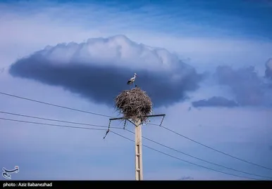 ایران زیباست | همزیستی لک لک‌ها در روستای کپر جودکی بروجرد با مردم روستا