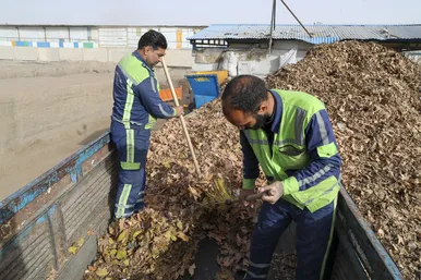سرنوشت سبز برگ های زرد