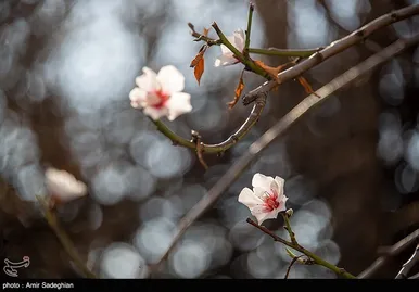 ایران زیباست | اندک اندک می‌رسد اینک بهار
