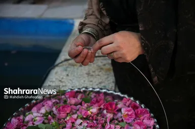 برداشت گل محمدی در روستای فرخد در نزدیکی مشهد