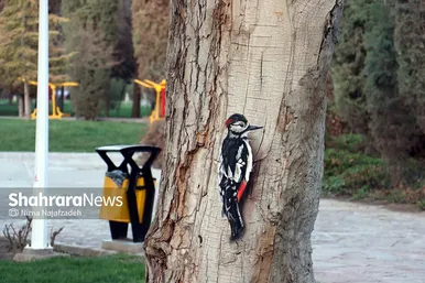 المان‌های گل در بهار ۱۴۰۲ مشهد