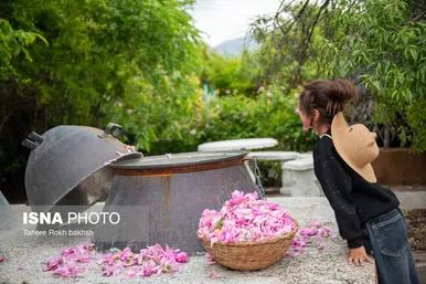 گزارش تصویری | برداشت گل محمدی و تهیه گلاب به یاد دانش‌آموزان شهید میناب - میمند