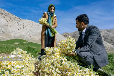 نذر گل نرگس به مقصد حرم