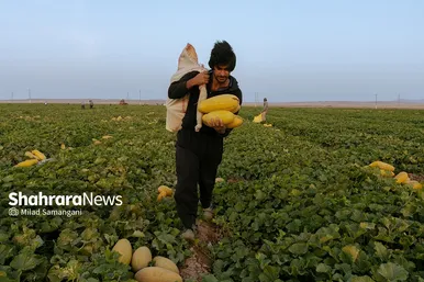 فصل برداشت خربزه‌ جامی