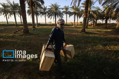 گزارش تصویری | برداشت خرما از نخلستان‌های کارون