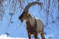 ویدئو| منطقه شکار ممنوع طالقان