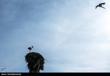 ایران زیباست | همزیستی لک لک‌ها در روستای کپر جودکی بروجرد با مردم روستا