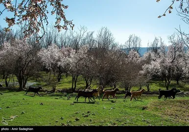 ایران زیباست | اندک اندک می‌رسد اینک بهار