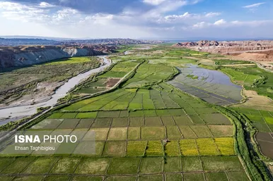 گزارش تصویری | رونق کشت برنج در حاشیه رودخانه قزل اوزن