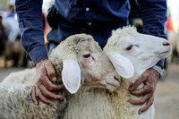 ۳۱ درصد هر دام، ضایعات خطرناک | فاجعه چرخش بیماری با کشتار خانگی در عید قربان