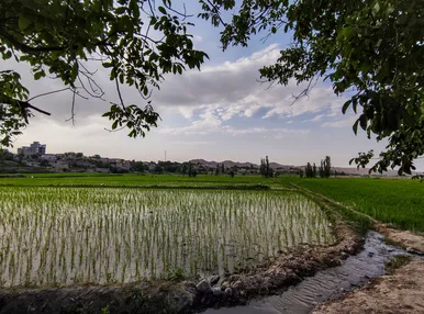 مزارع شالیکاری کلات نادری