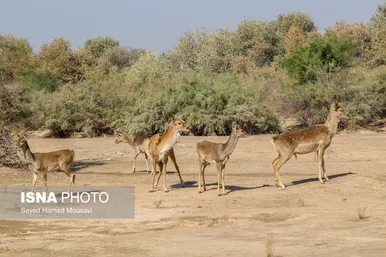 رهاسازی ۶ رأس گوزن زرد ایرانی در پارک ملی دز و کرخه