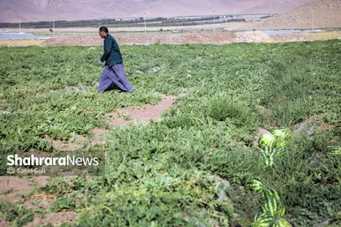 برداشت هندوانه در روستای گلسرا