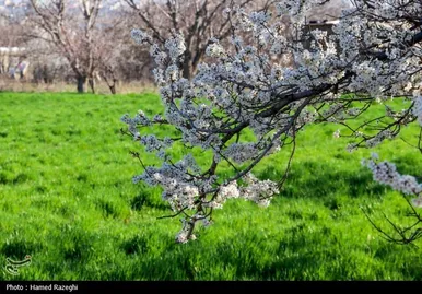 ایران زیباست | طبیعت بهاری ابهر