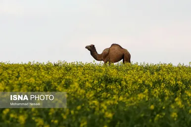 ایرانِ زیبا | «کلزای» بهاری در گلستان