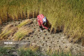 گزارش تصویری | برداشت سنتی برنج در سوادکوه
