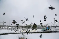 ویدئو | تصاویری از بارش زیبای برف در مشهد (یکشنبه - ۲۱ بهمن ۱۴۰۳)