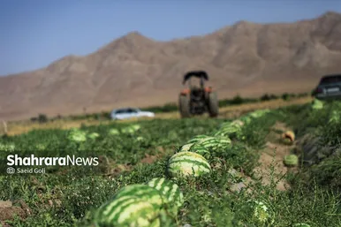 برداشت هندوانه در روستای گلسرا