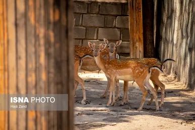 عکس‌هایی از باغ وحش بزرگ تهران