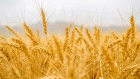سم&zwnj;پاشی۶۳۵۰ هکتار گندم آبی در مشهد