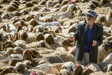 عکس‌های پشم‌چینی گوسفندان عشایر