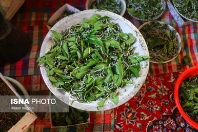 گزارش تصویری | نوغانداری، تولید ثروت از کرم ابریشم