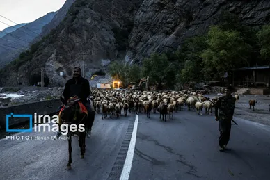 گزارش تصویری | «جاده چالوس» گذرگاه بهاری عشایر