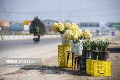 ایران زیباست | برداشت گل نرگس - ساری