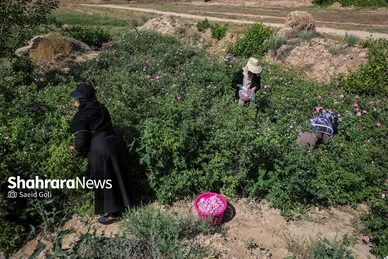 گزارش تصویری | برداشت گل محمدی در روستای فرخد