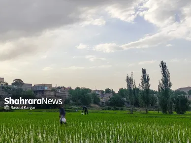 مزارع شالیکاری کلات نادری