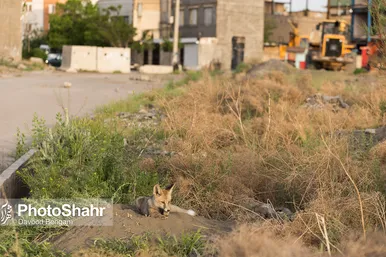 همزیستی با روباه‌ها