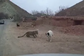 &zwnj;&zwnj;ویدئو | حمله پلنگ به روستای مغانک دماوند (۸ دی ۱۴۰۳)