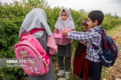 گزارش تصویری | برداشت گل محمدی و تهیه گلاب به یاد دانش‌آموزان شهید میناب - میمند