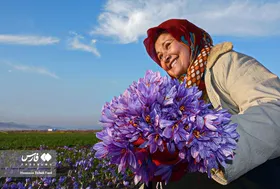 ایران زیباست | برداشت طلای سرخ در خراسان جنوبی