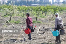 رتبه نخست خراسان رضوی در درخت&zwnj;کاری و ایجاد جنگل