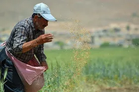 بخشودگی جرائم کشاورزان خسارت&zwnj;دیده خراسان رضوی تا پایان سال ۱۴۰۲
