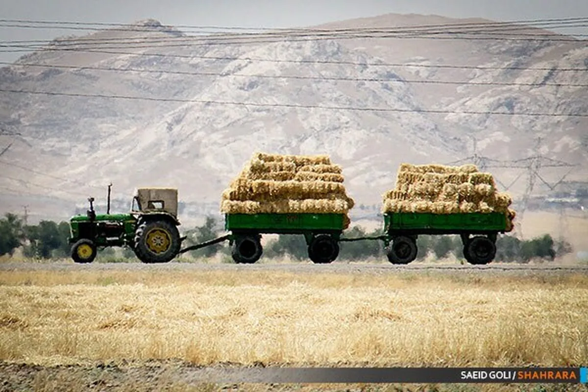 افزایش ۲۹ درصدی خرید تضمینی گندم در خراسان‌رضوی طی ۴ ماه نخست سال ۱۴۰۳
