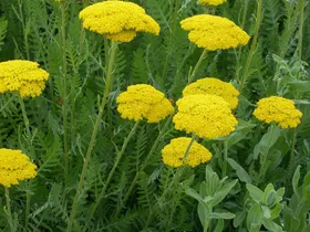گیاه بومادران، درمانی طبیعی برای بیماری&zwnj;های زنان