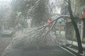 ثبت ۳۰ مورد سقوط درخت همزمان با بارش برف در مشهد