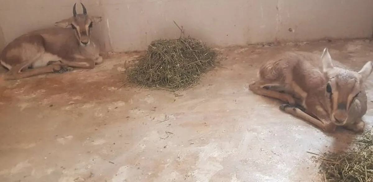 یک راس بچه آهو از منزل مسکونی در مشهد کشف شد (۱۴ تیر ۱۴۰۲)