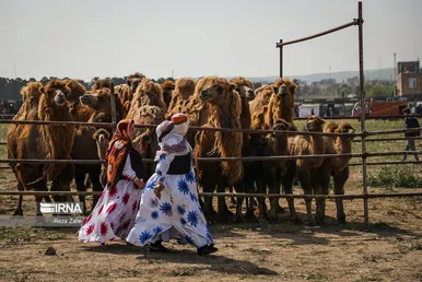 جشنواره کوچ عشایر مغان