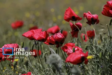 ایران زیباست | جنگل «فندقلو»