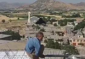نشستن لک لک بروی دوش مرد مریوانی + فیلم