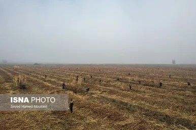 ایران زیباست | از نی تا شکر