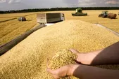 افزایش تولید گندم و جو در خراسان رضوی | رشد ۱۰۴ درصدی تولید جو